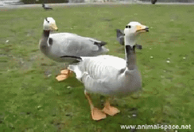 Ducks Dancing